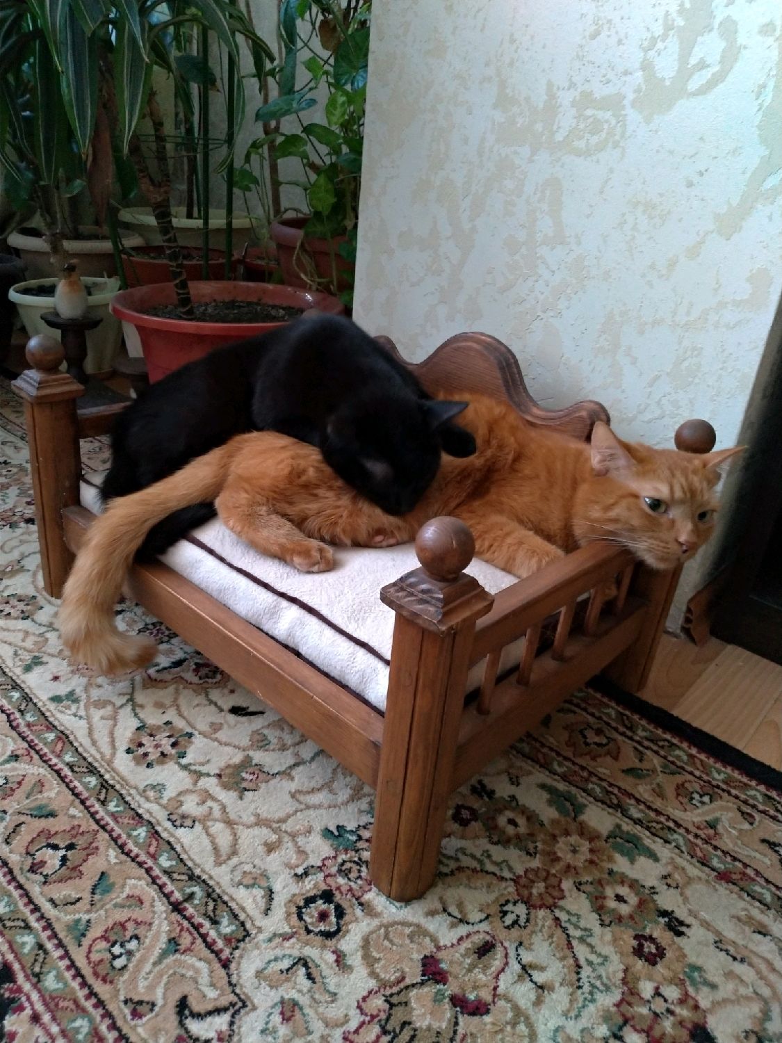 Деревянные лежаки для кошек