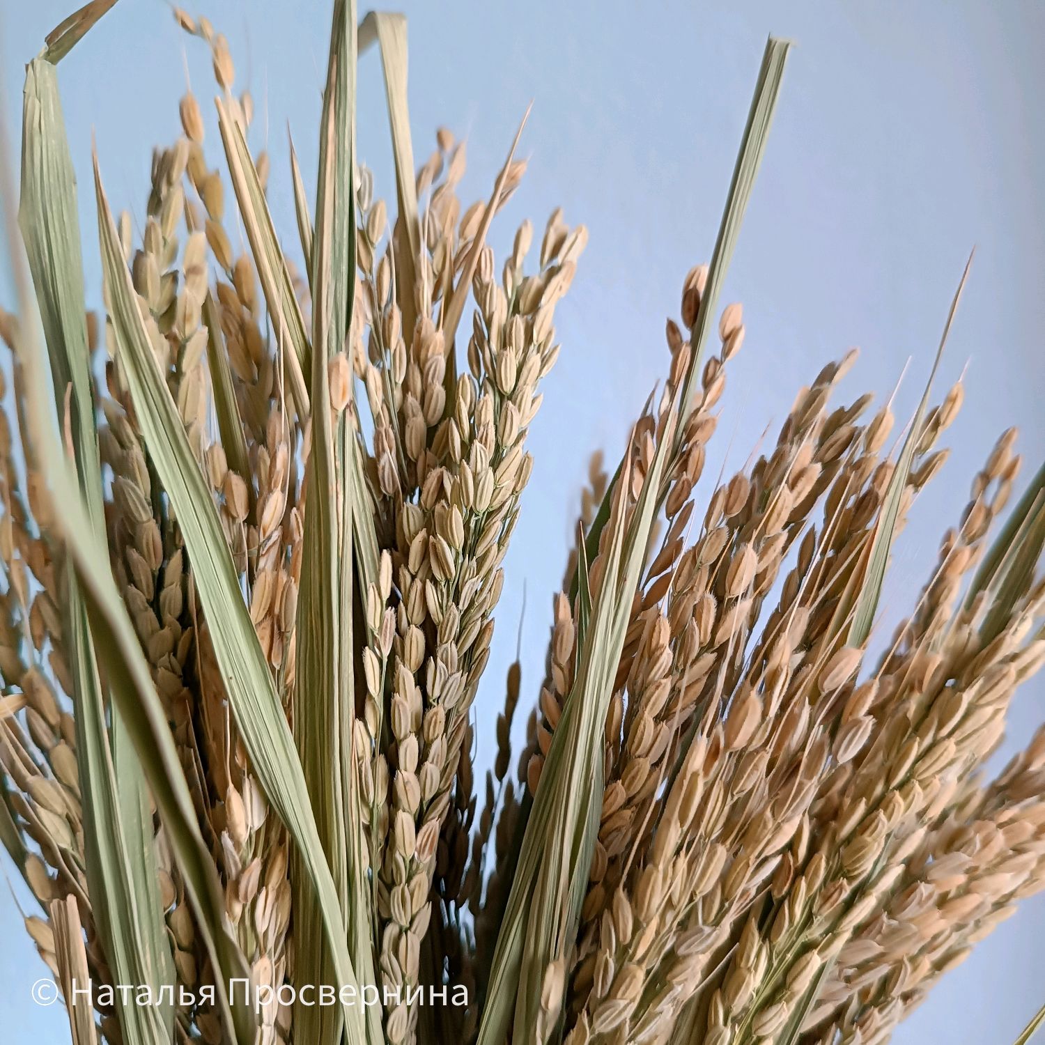 Рис молодой сухоцвет купить в интернет-магазине Ярмарка Мастеров по ...