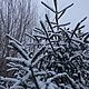 Фоторабота "Ёлочка в снегу", Фотографии, Орск,  Фото №1