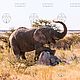 Слон и камень. Фотокартины. Savannah Animals (savanna-shop). Интернет-магазин Ярмарка Мастеров.  Фото №2