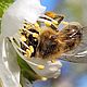 Пыльца цветочная, пчелиная обножка свежая, 2024 год. Мед. Paseka-v-redkodube. Интернет-магазин Ярмарка Мастеров.  Фото №2