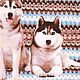 Large waffle beach towel 'Husky'. Towels. Knitted cozy. Online shopping on My Livemaster.  Фото №2