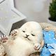 Зайка Мофи. Войлочная игрушка. Бычкова Ольга. Ярмарка Мастеров.  Фото №4