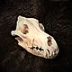 The skull of a real Wolf(With fangs),free shipping,processed. Ritual attributes. h-a-n--t-e-r. My Livemaster. Фото №4