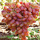 this grapes kish-mish `radiant`
