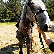 Зоотовары handmade. Livemaster - original item Set officer`s harness for the saddle horse decorated. Handmade.